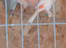 Coloured canaries