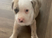American bulldog cross staff 8 weeks