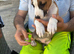 Staffy cross puppy’s for sale