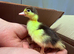 Muscovy Ducklings