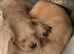 3 BOYS LEFT KC HEALTH TESTED GOLDEN RETRIEVERS