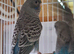 Blackface hen baby budgies