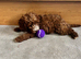 Adorable f1b cavapoo puppies