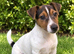 jack Russell