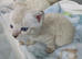 Snow White Bengal Kittens.