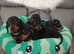 Beautiful miniature dachshund puppies ready now for new loving homes