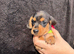 Beautiful dachshund puppies