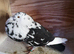 Gadditano pigeons for sale