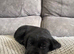 Labrador puppies