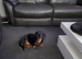 18 month old male dog