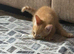Lovely kittens looking for loveing home