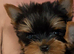 Two beautiful Yorkshire terrier puppy bitches
