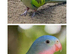 Princess of wales parakeets