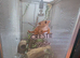 Crest gecko