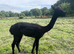 Beautiful Pet Females Available