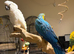 HandReared Super tame female blue and gold macaw