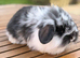 4 mini lion lop rabbits