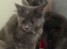 Blue tortie sepia ragdoll kittens females teady now