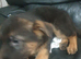 German shepherd puppies 8 weeks old