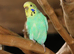 Budgies Pairs available £65 a pair,31