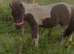 Dun & white shetland yearling filly