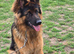 Lovely long coat male 15 months