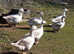 Striking Embden Geese Goose Hatching Eggs