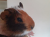 4 gorgeous baby boy guinea pigs