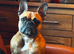 Super sweet red fawn frenchie female 3.5yrs in need of a home