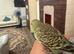 Lovely baby budgies