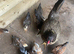 Banty chicks