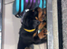 Beautiful kc Rottweiler puppies available