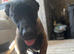 Belgian Malinois