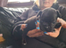 4 gorgeous Frug puppies