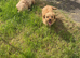 Absolutely Gorgeous F1 Cavapoo puppies