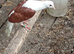 Mixed pidgeons