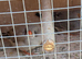 2 Zebra Finches