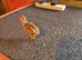 Red Legged Partridge chicks