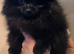 7 months old female pomeranain