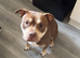 Female for rehoming