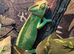 Baby veiled Chameleon