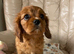 Fox red Cavalier spaniels girls and boys