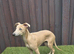 Whippet Female Pup 14 Weeks Old NOT KC