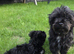 Biewer Yorkshire terrier puppy