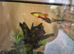3 small coldwater fish, 1 shrimp and tank with accessories