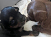 4 beautiful shihpoo puppies