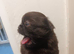2 imperial shih tzu pups