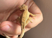 Crested geckos for sale!
