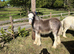 9 months old blue roan blagdon colt one for the show ring