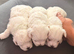 for sale maltese puppies
